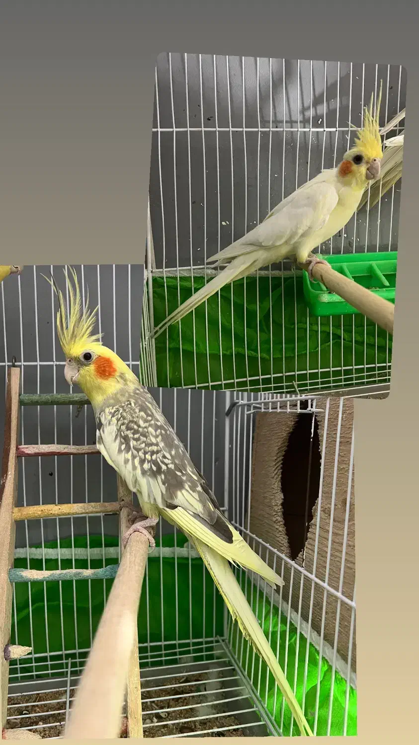 یکجفت طوطی عروس مولد|پرنده|بهشهر, |دیوار