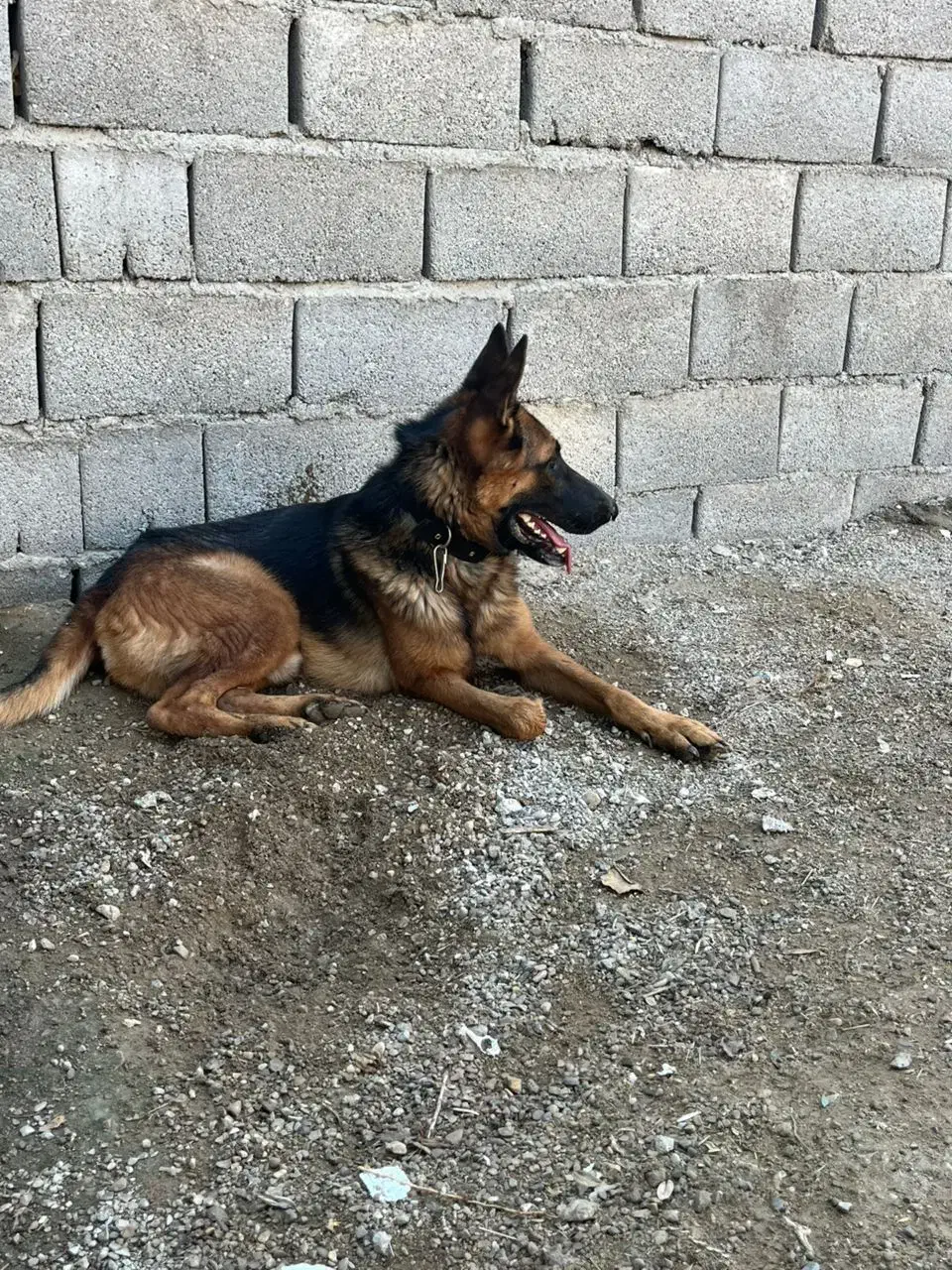 سگ ژرمن ورک|سگ|بندرعباس, |دیوار