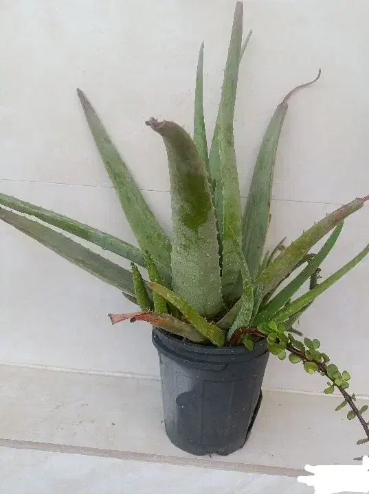 کلکسیون و سرگرمی .آرایشی. بهداشتی و درمانی|آرایشی، بهداشتی، درمانی|رشت, بلوار گیلان|دیوار