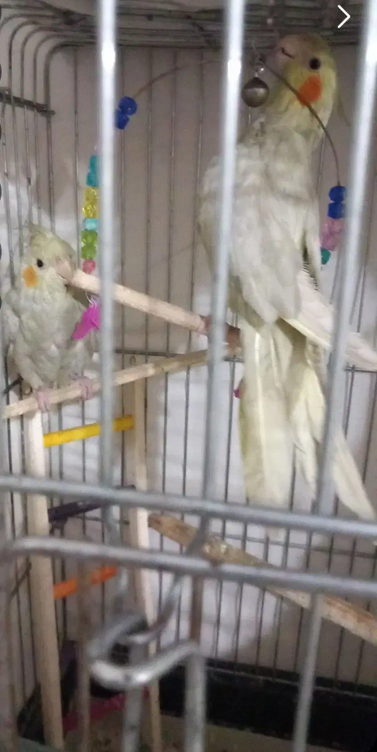 یه عدد انگشتر و2 عدد عروس هلندی سالم سرحال|بدلیجات|قزوین, |دیوار