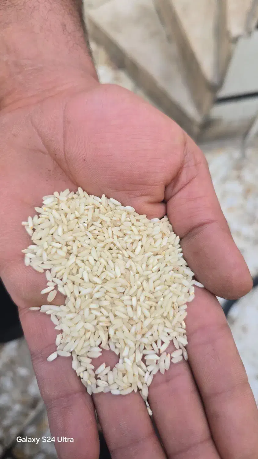 برنج درجه یک عنبربو|خوردنی و آشامیدنی|شوشتر, |دیوار