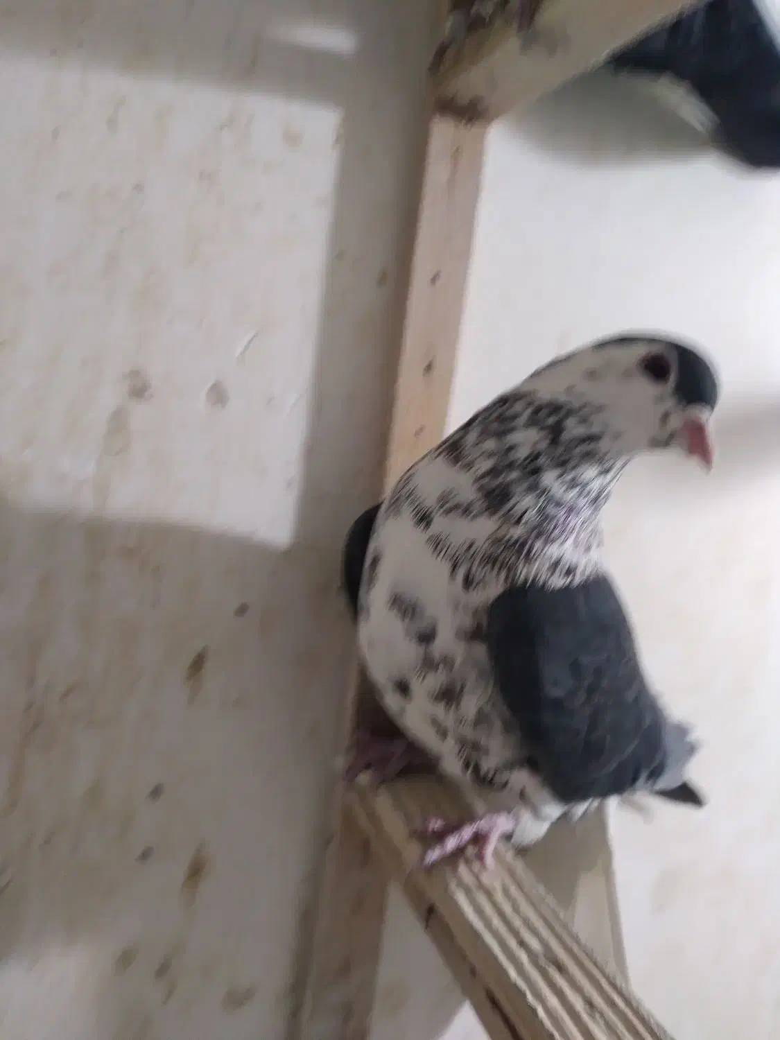 کفتر پرشی|پرنده|مشهد, کوی پلیس|دیوار