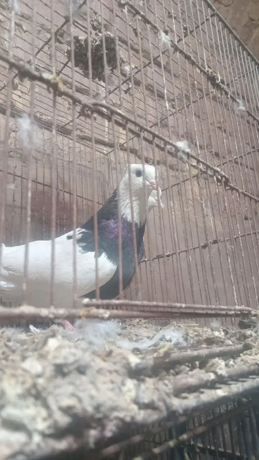 کفتر طوقی|پرنده|قم, انصار‌الحسین|دیوار