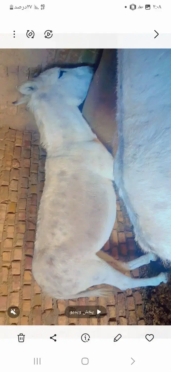 خرفروشی|حیوانات مزرعه|زاوه, |دیوار