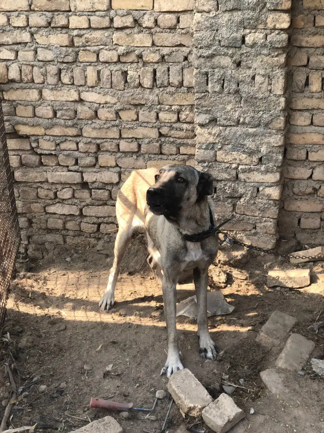 ماده سرابی|سگ|پاکدشت, پاکدشت (مامازند)|دیوار