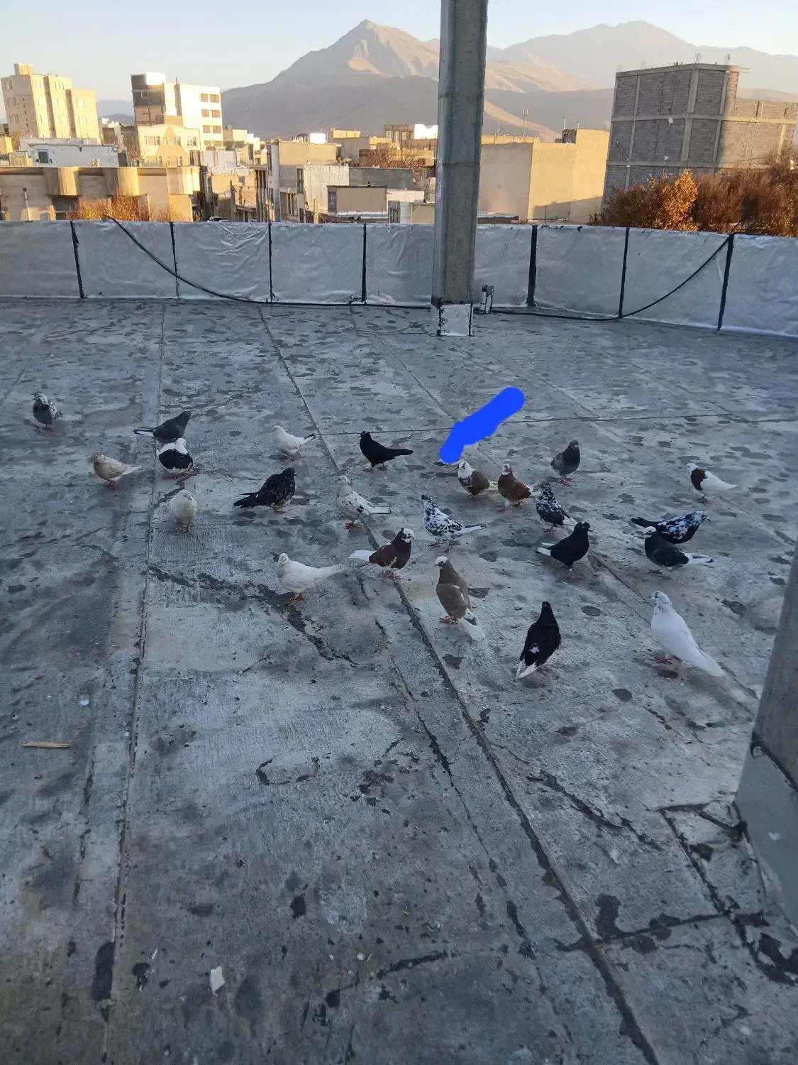 کبوترساعتی|پرنده|صحنه, |دیوار