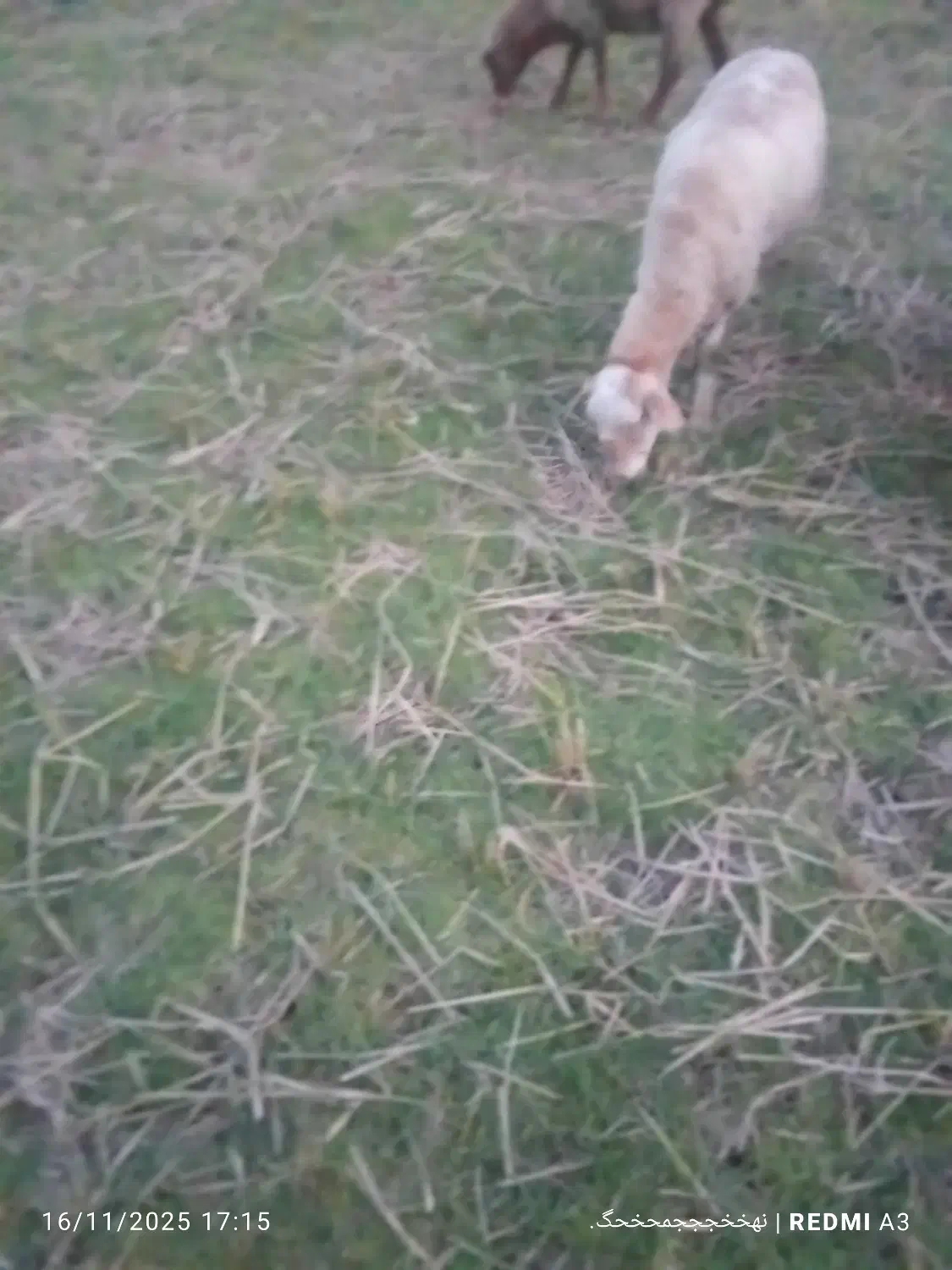 گوسفند ابستن|حیوانات مزرعه|رحیمآباد, |دیوار