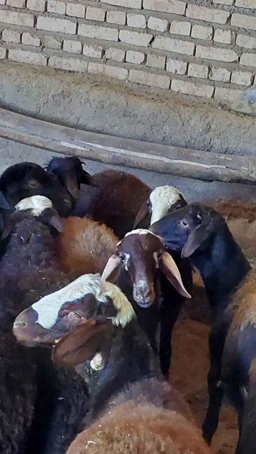 بره نر|حیوانات مزرعه|سنندج, |دیوار