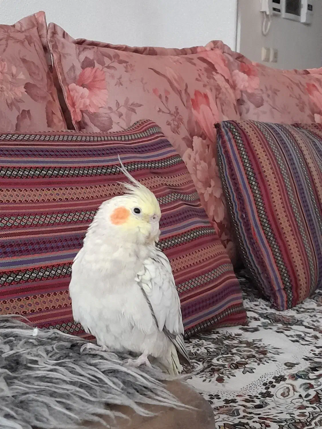 فروش عروس هلندی|پرنده|شاهین‌شهر, امیرکبیر|دیوار