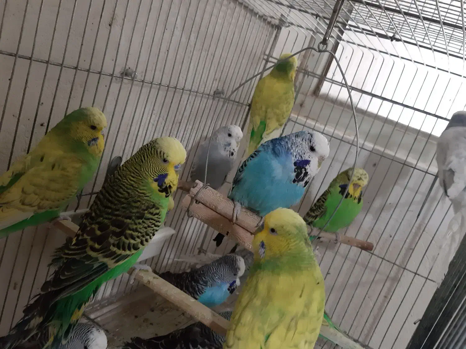 مرغ عشق انگلیسی و مرغ عشق رنگین کمانی|پرنده|خلخال, |دیوار