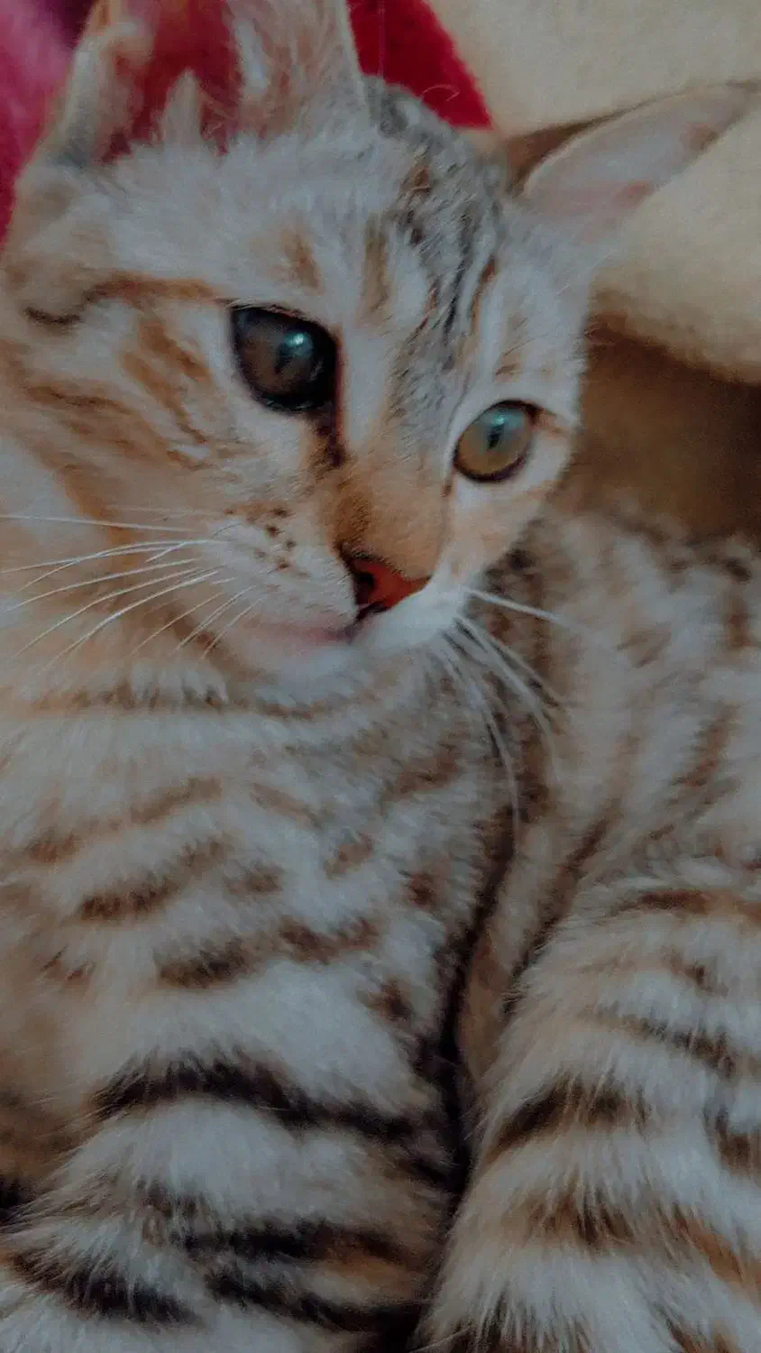 بچه گربه گمشده|حیوانات|زابل, |دیوار