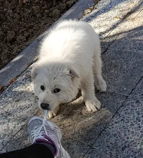 گمشده|حیوانات|مرودشت, تخت جمشید|دیوار