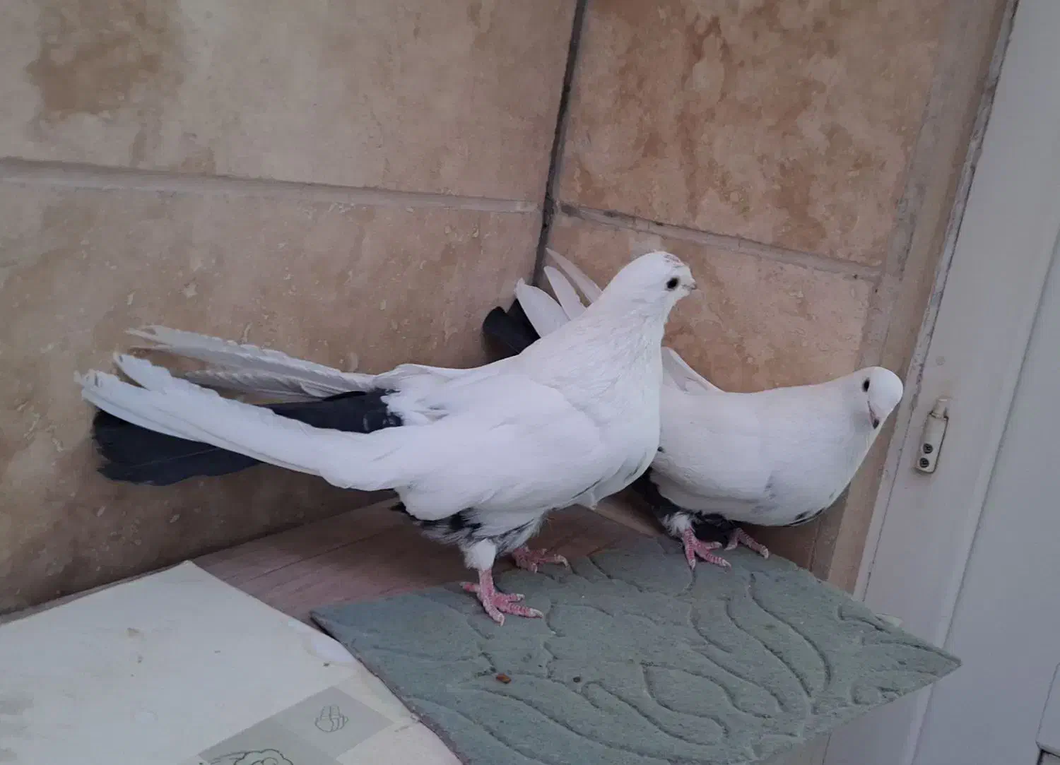 پرنده|پرنده|میانه, |دیوار