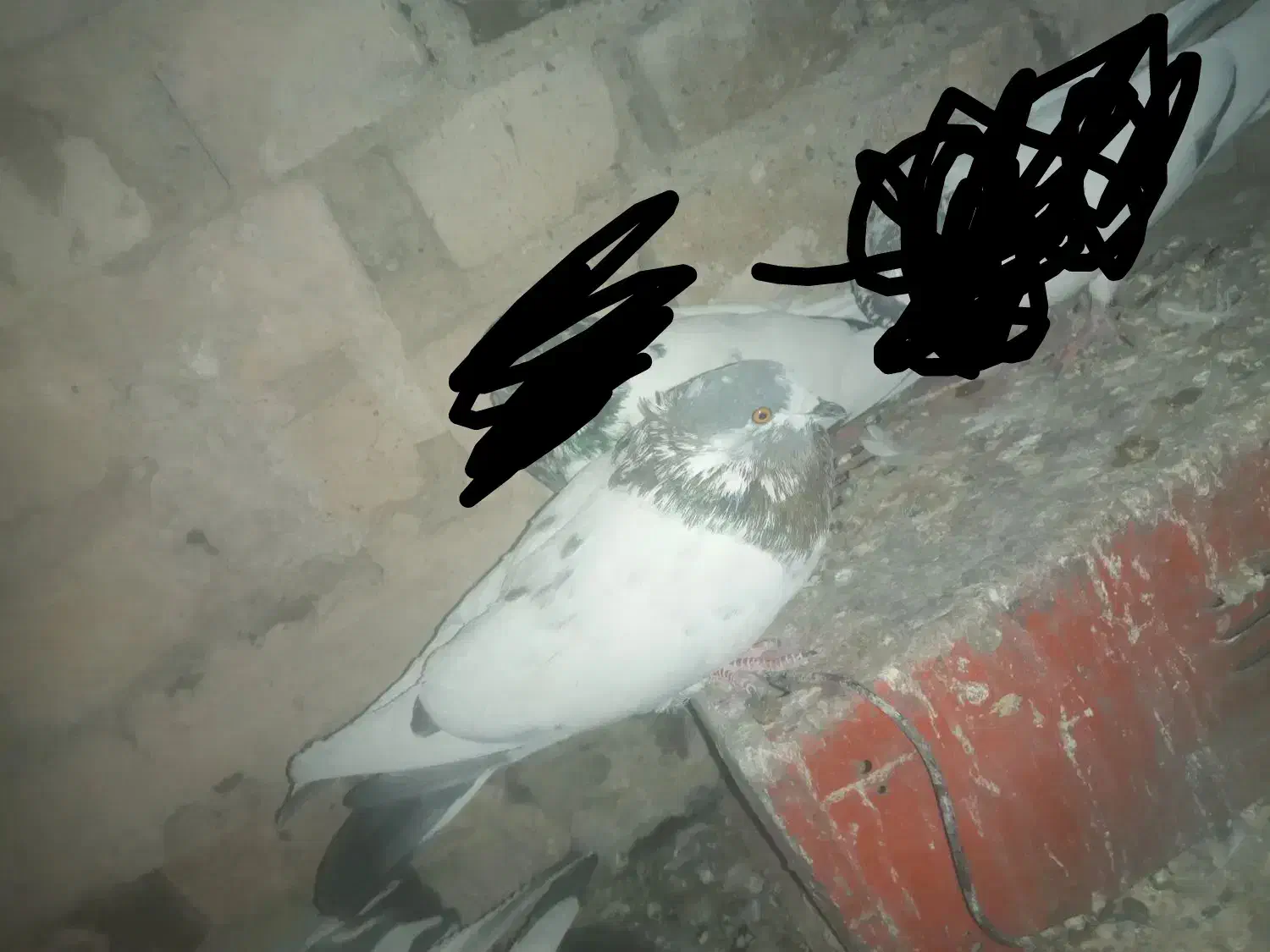 کله دمسبز|پرنده|شیروان (لرستان), |دیوار