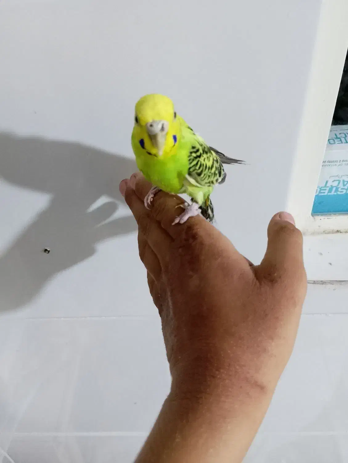 مرغ عشق|پرنده|فسا, |دیوار