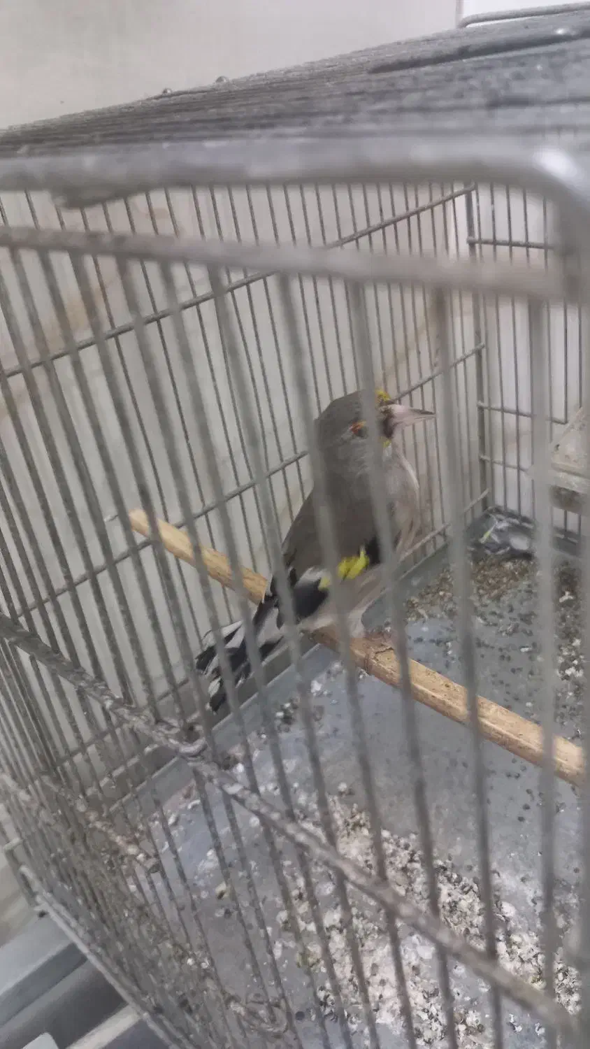 سره کرمانی جوجه قفس|پرنده|وحیدیه, |دیوار