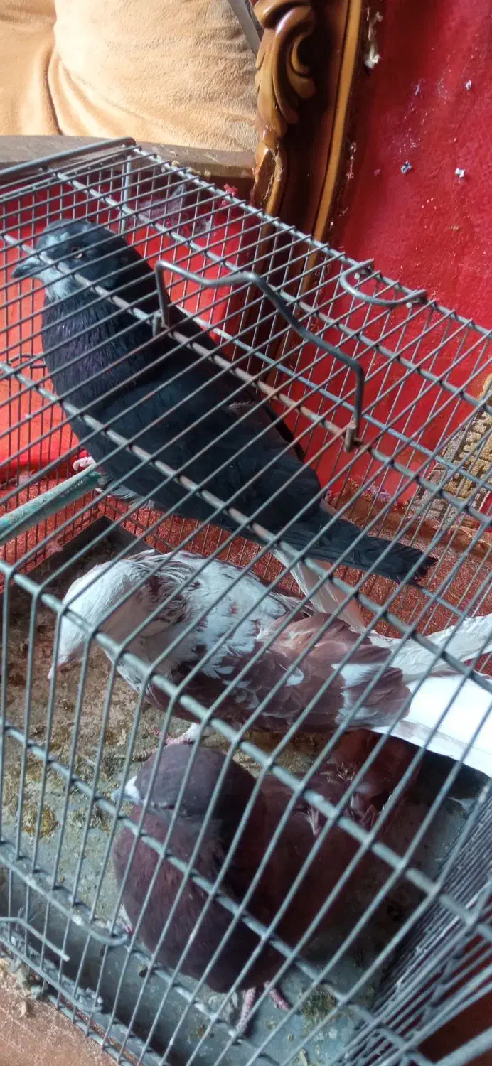 سهره کفتر عروس فنج نرگسی|پرنده|قم, بکایی|دیوار