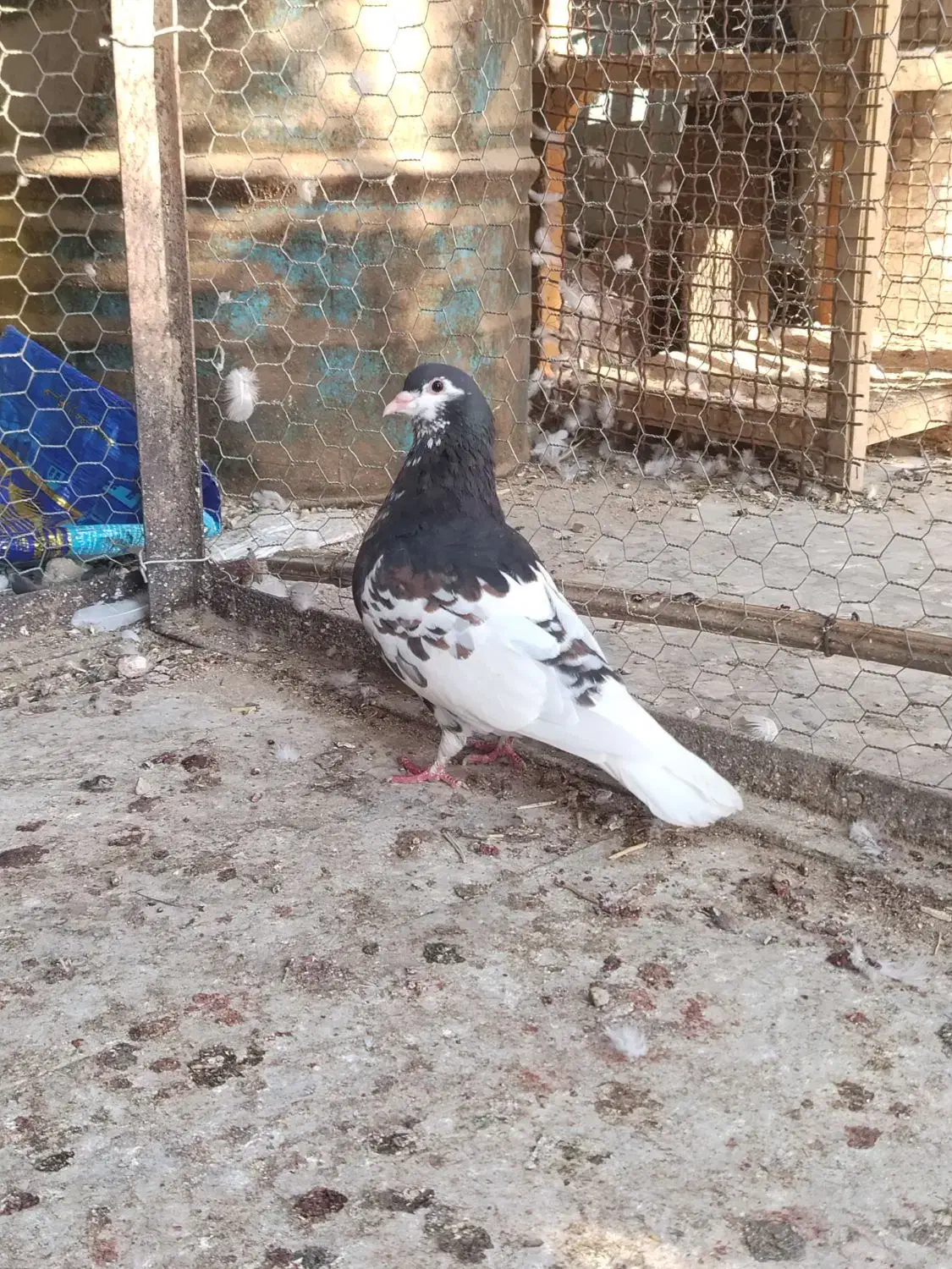 شهری ماده|پرنده|آبپخش, |دیوار