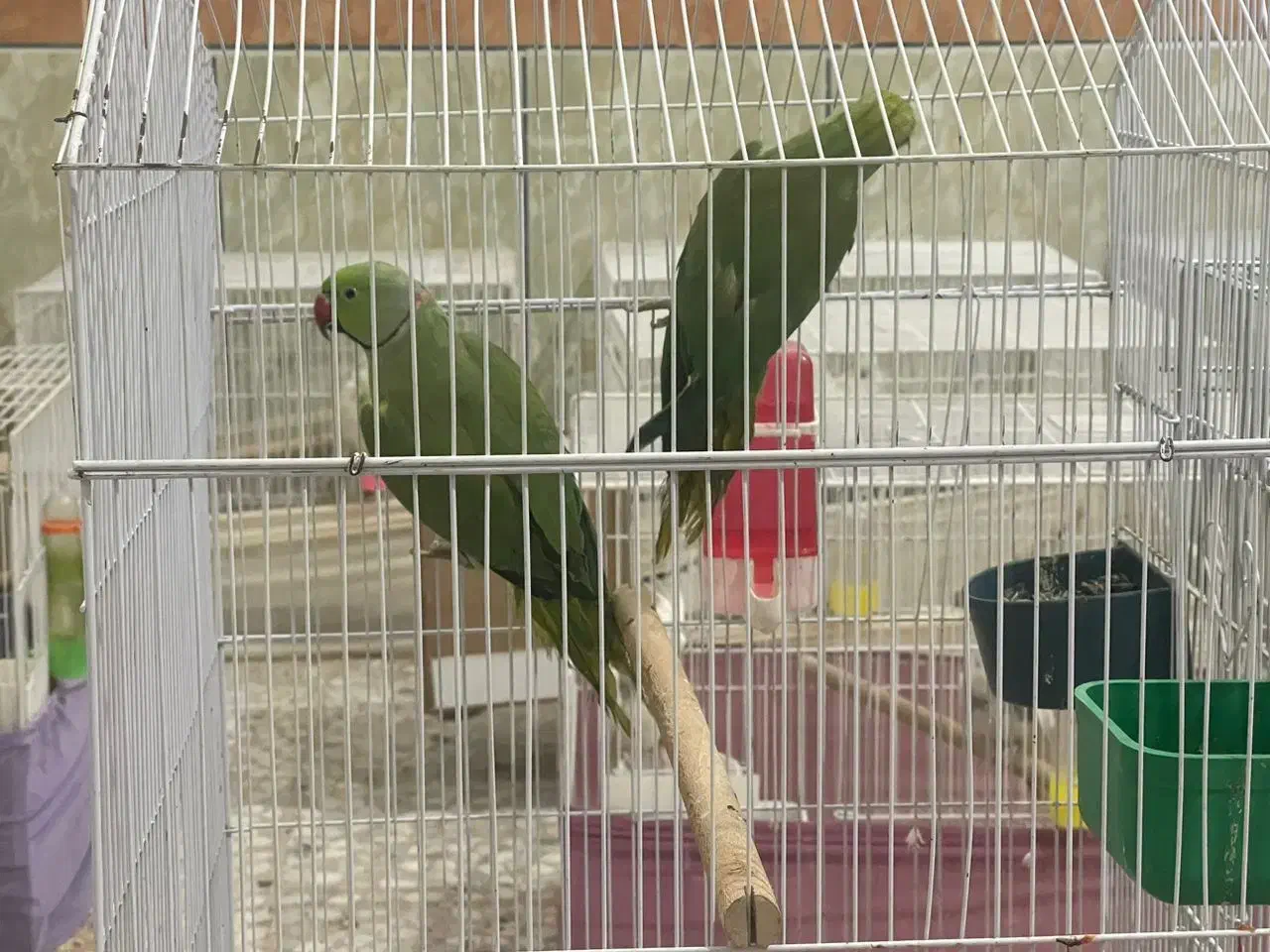 ملنگو|پرنده|قم, شهرک مهدیه (مدرس)|دیوار