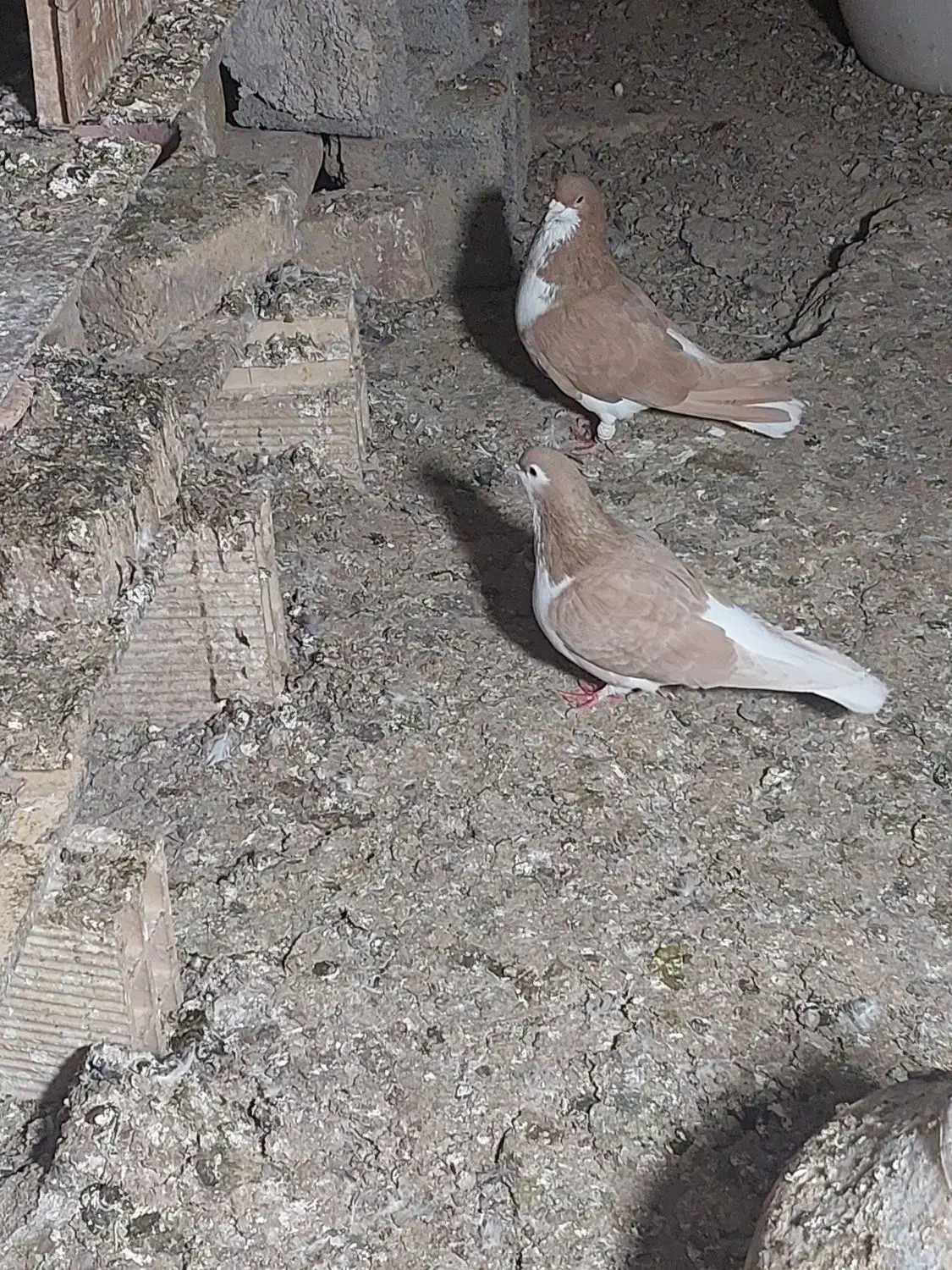 کفتر|پرنده|ماهدشت, |دیوار