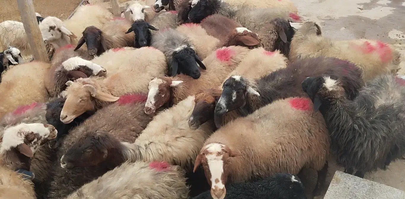 30راس میش آبستن|حیوانات مزرعه|لردگان, |دیوار