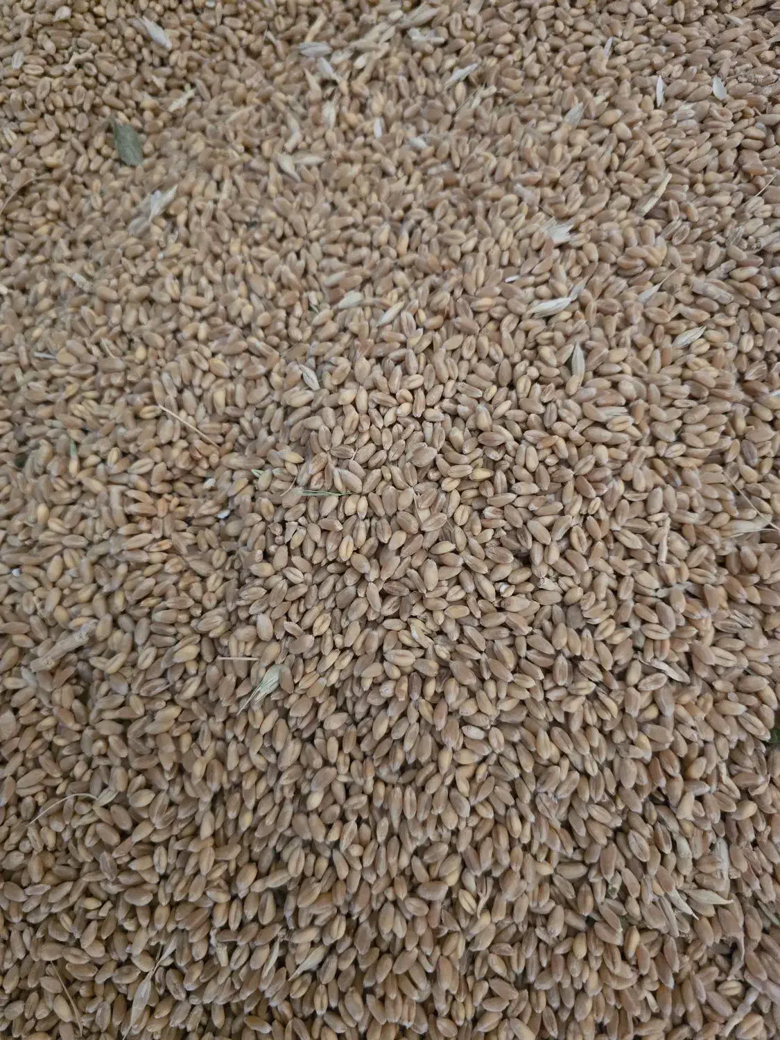 بذر گندم آبی پیشگام اصلاح شده و بسیار تمیز|عمده‌فروشی|تویسرکان, |دیوار