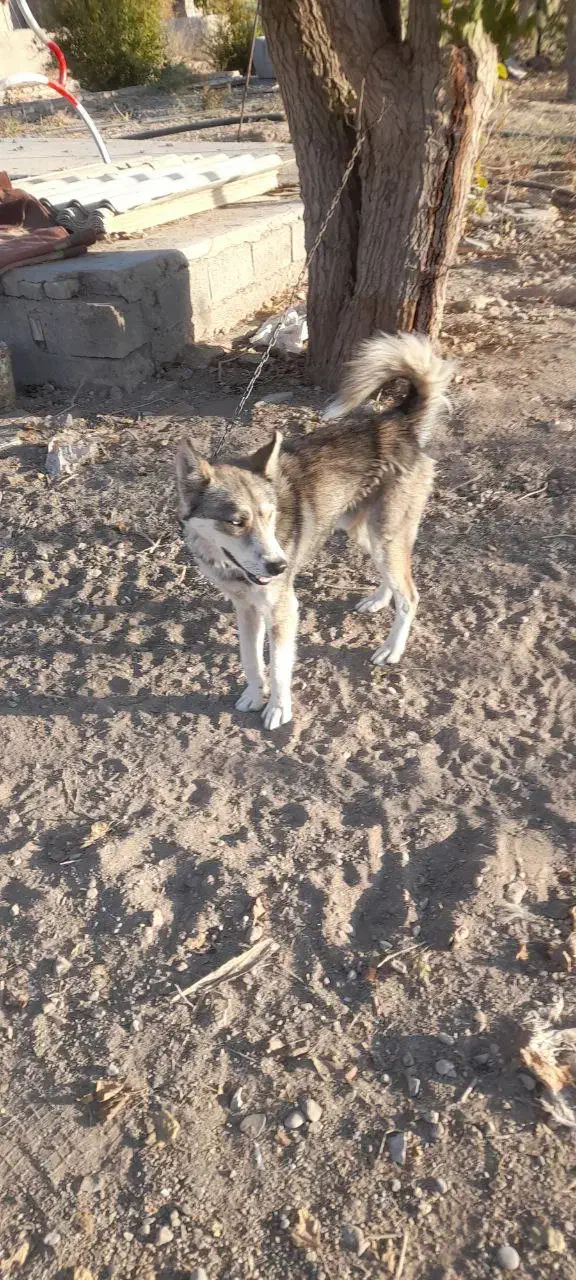 واگذاری|سگ|مشهد, شهید احمدی روشن|دیوار