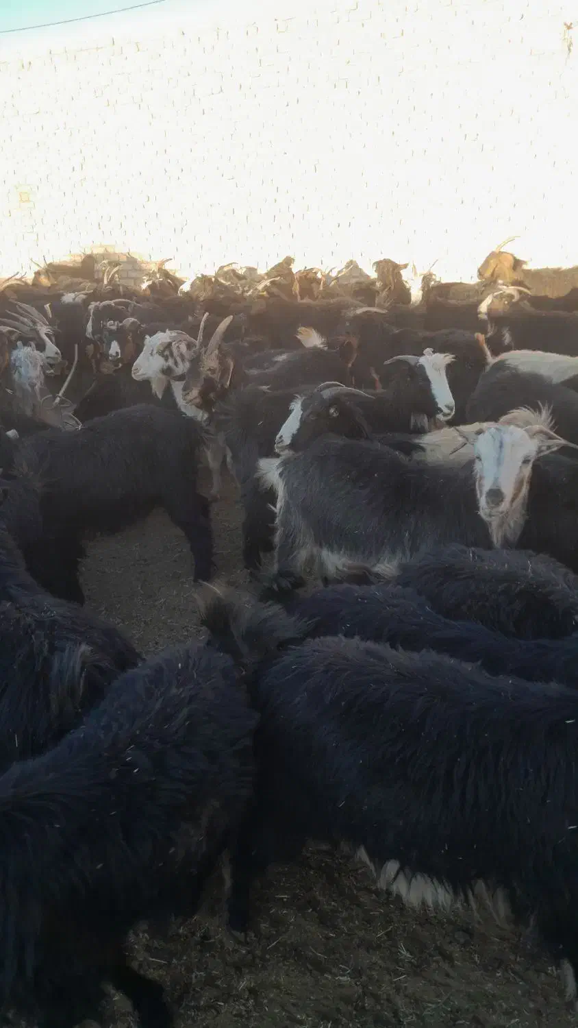 گله بز داشتی جوان چپش|حیوانات مزرعه|مبارکه, |دیوار