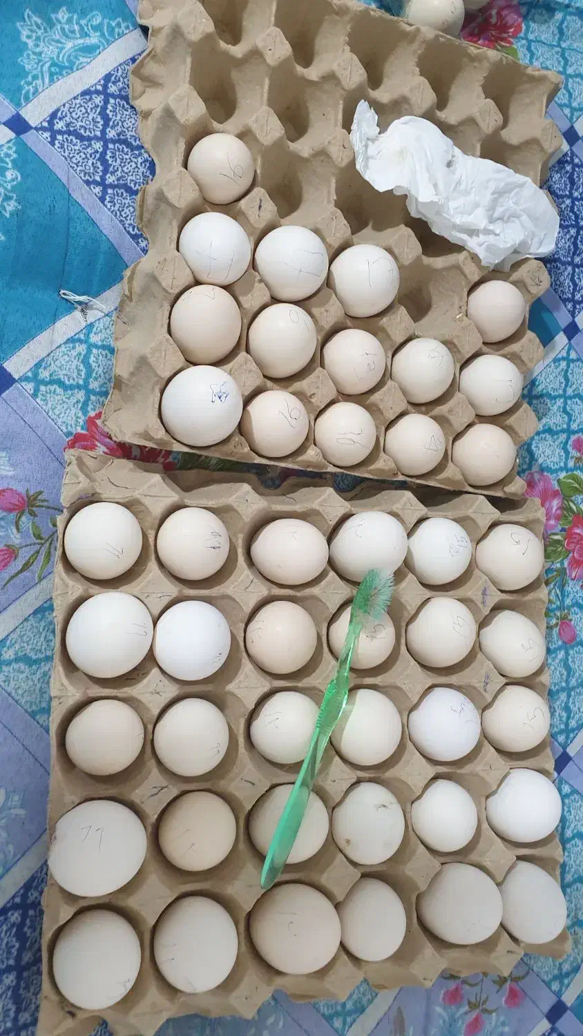 تخم مرغ دیلگونی پاپر اصیل|حیوانات مزرعه|دهدشت, |دیوار