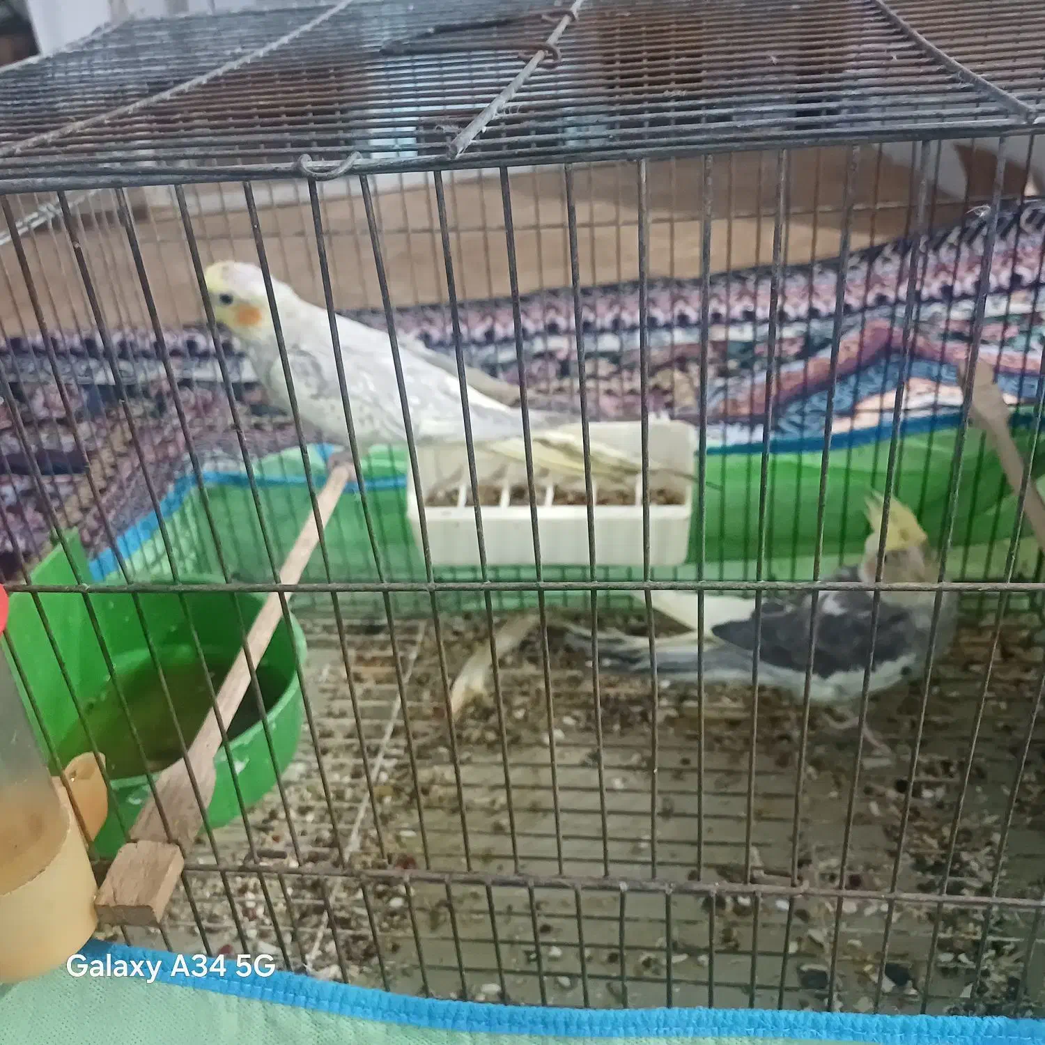 جفت عروس|پرنده|آبادان, |دیوار