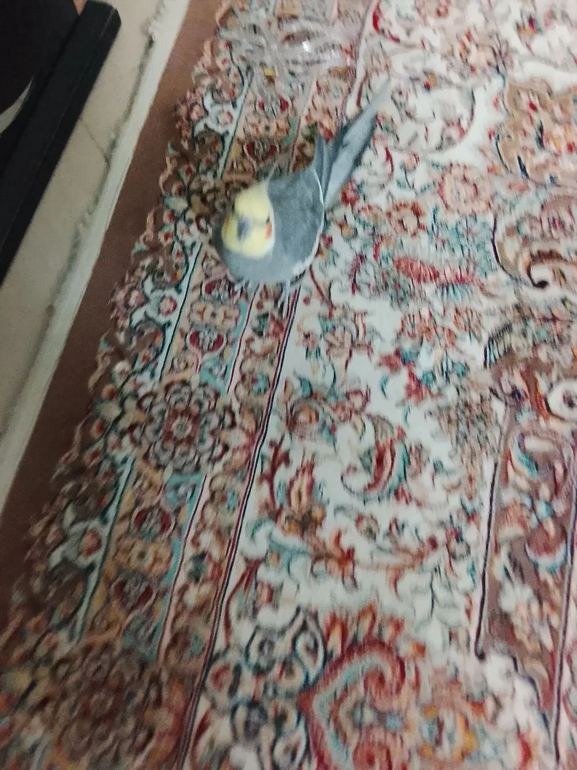 عروس هلندی|پرنده|نسیمشهر, |دیوار