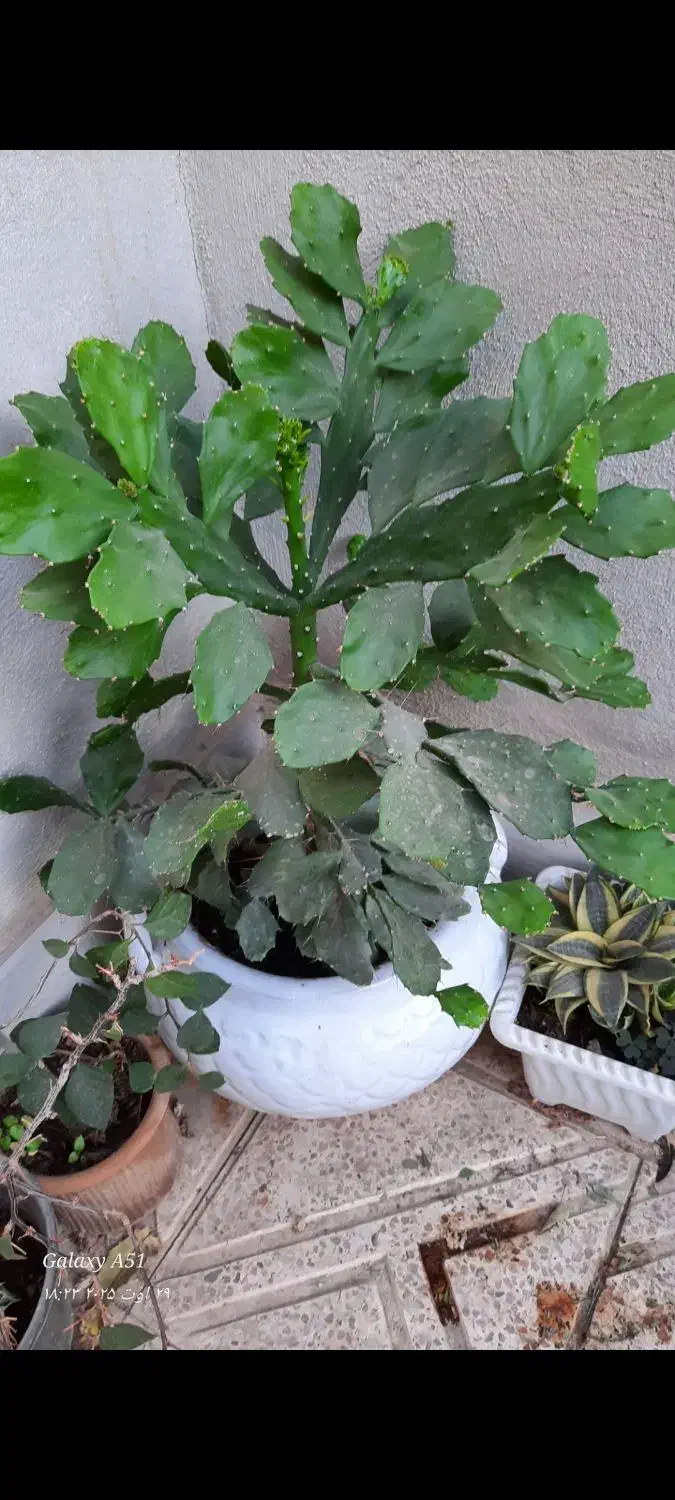 گل طبیعی بزرگ سلطنتی در گلدان بزگ سفالی|گل و گیاه طبیعی|نقده, |دیوار