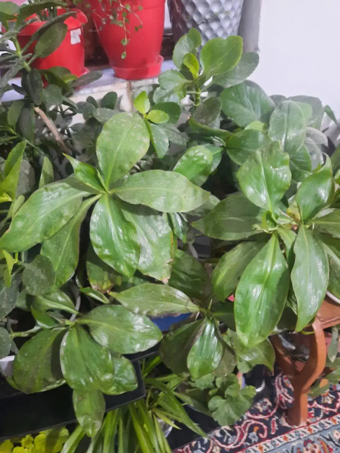 گل طبیعی|گل و گیاه طبیعی|بروجرد, |دیوار