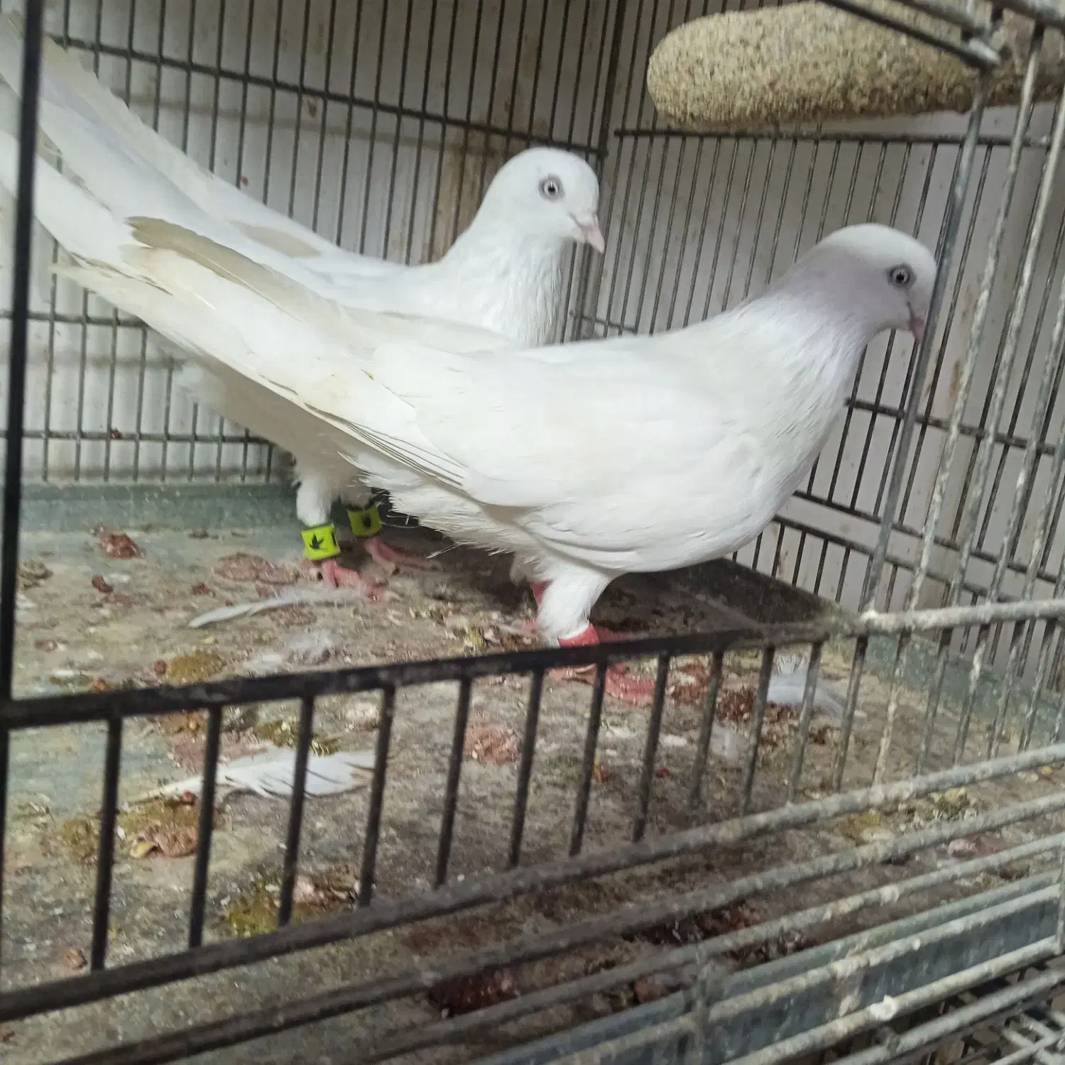 کبوتر بمبویی|پرنده|بوشهر, |دیوار