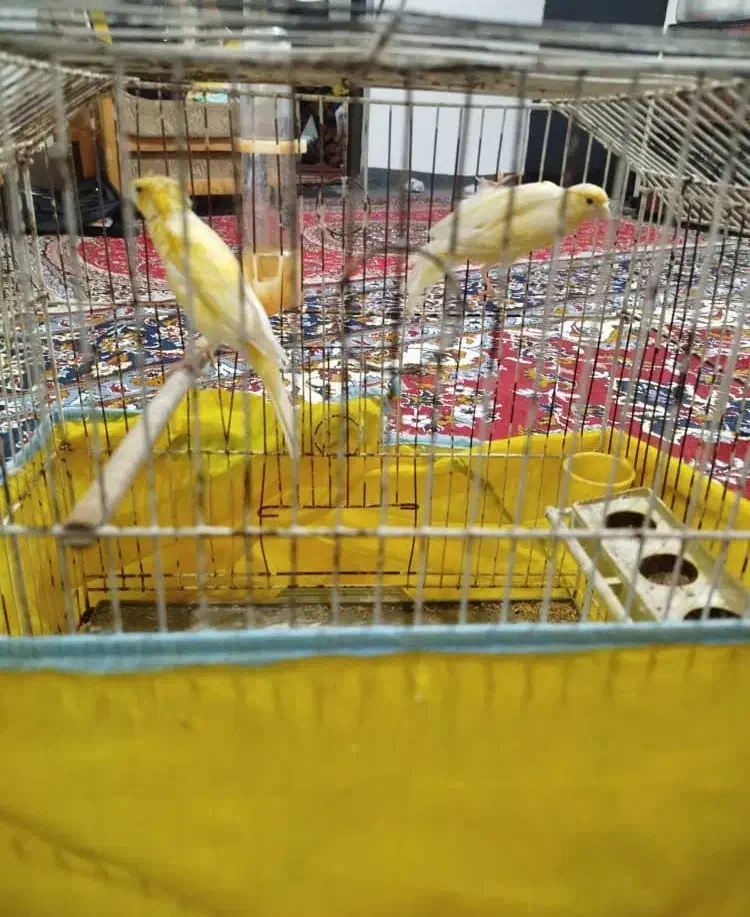 دوعدد قناری نر بخوان|پرنده|رشت, شهرک صبا|دیوار