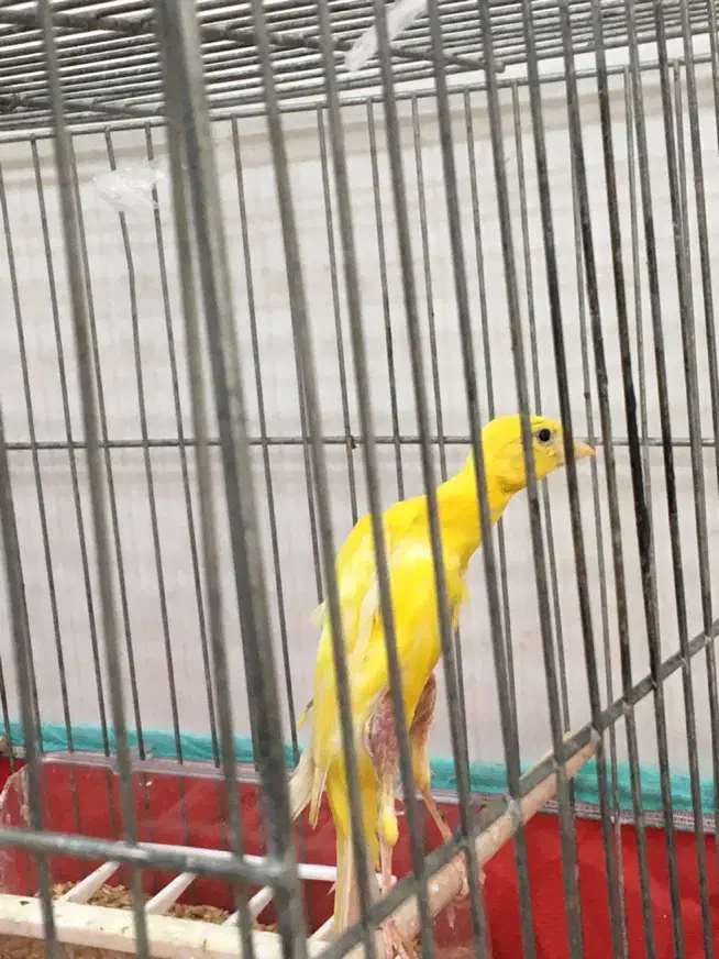 پرنده|پرنده|شیراز, شهرک رضوان|دیوار