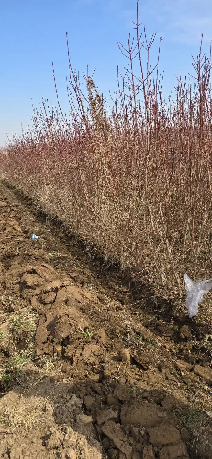 نهال بادام تضمینی پایه قوی|خدمات باغبانی و درختکاری|آباده, |دیوار