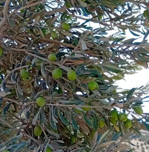 100 نفر کارگر برای باغ زیتون|استخدام بازاریابی و فروش|سقز, |دیوار