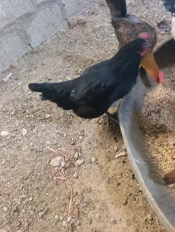 مرغ سیاه|حیوانات مزرعه|درمیان, |دیوار