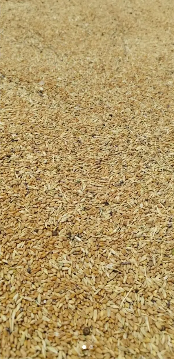 جوگندم|گل و گیاه طبیعی|بهبهان, |دیوار