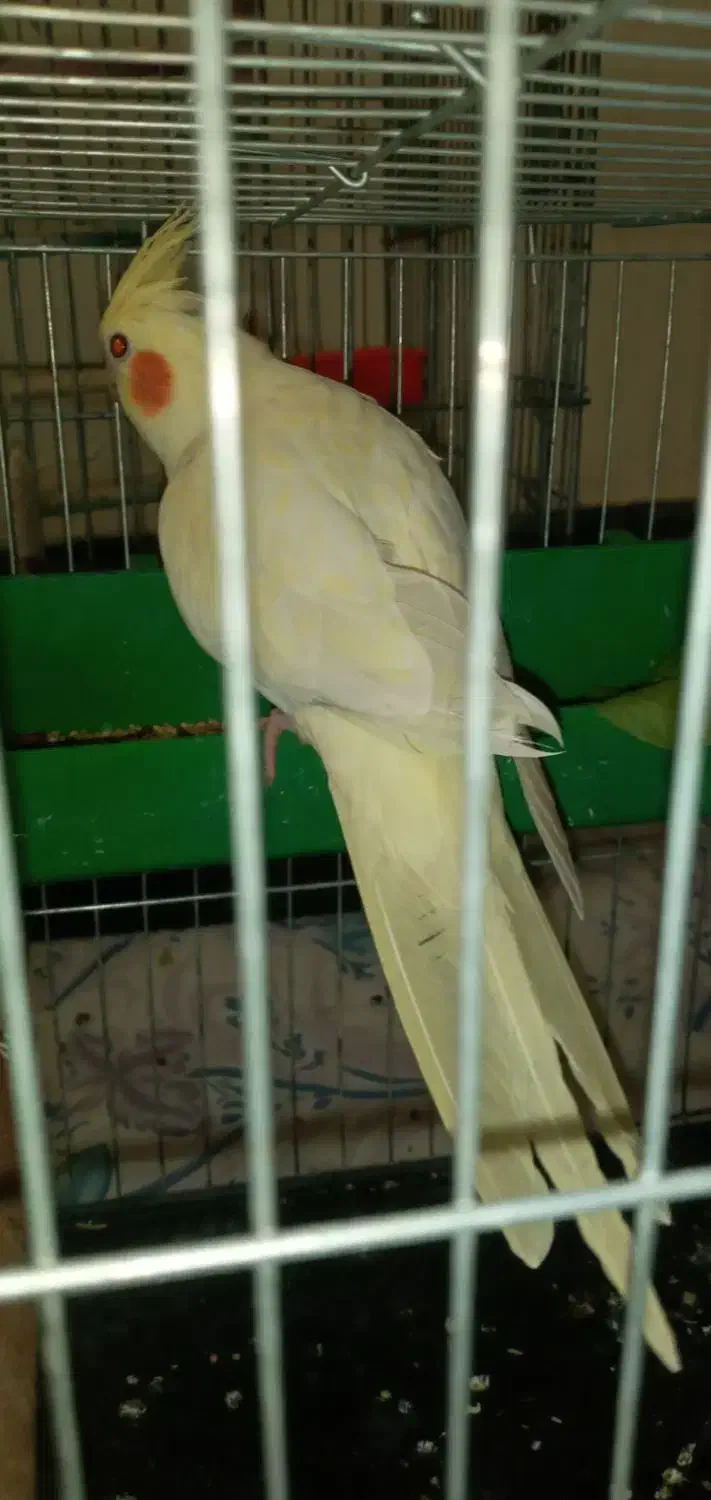 عروس هلندی ۶ ماهه|پرنده|بروجرد, |دیوار