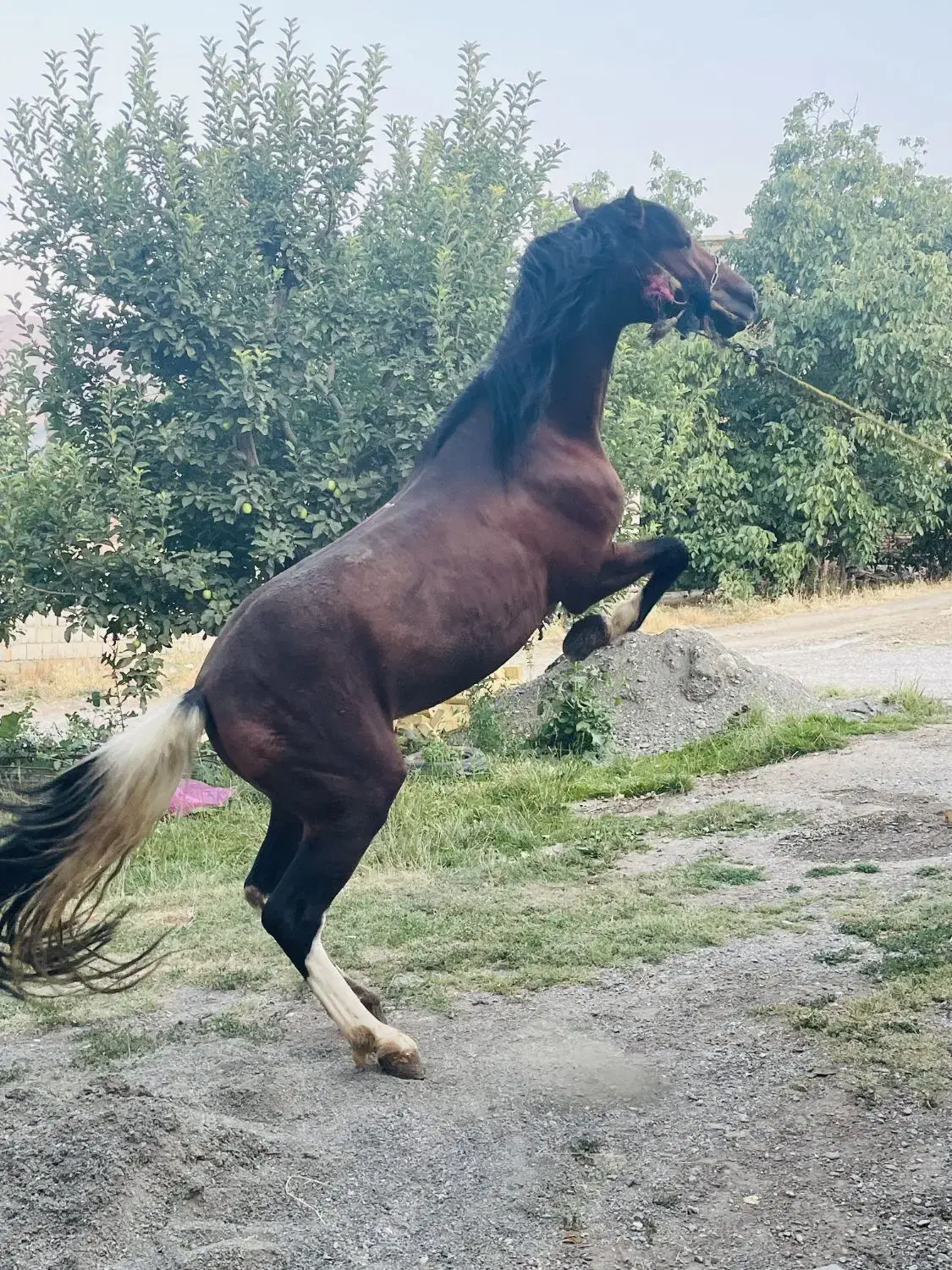 اسب|اسب و تجهیزات اسب‌سواری|سیلوانه, |دیوار