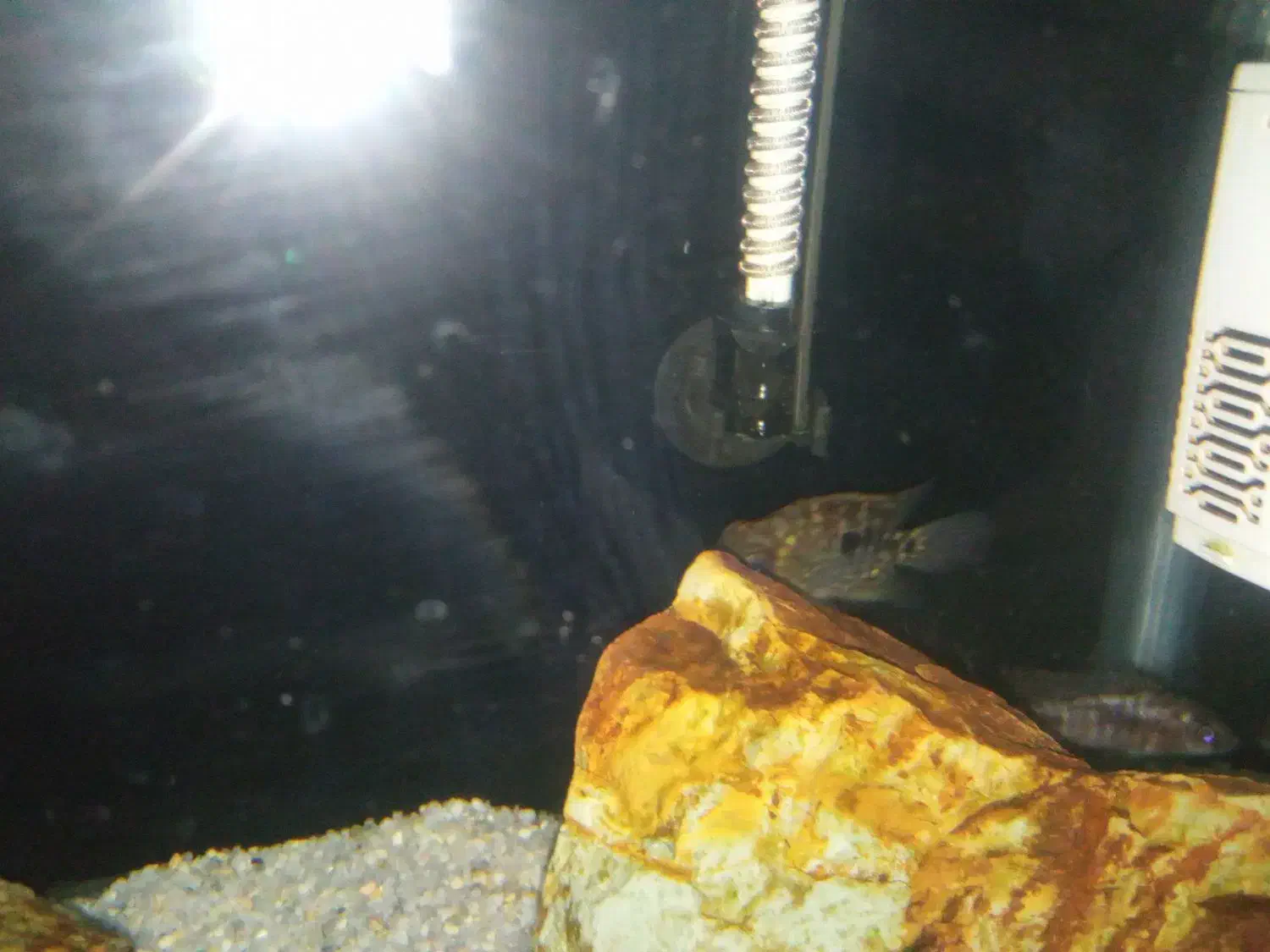 آکواریم با دو عددماهی|ماهی|تربتحیدریه, شهرک ولیعصر|دیوار