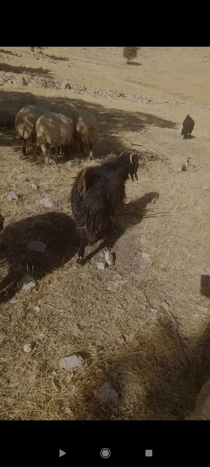 بز  کوردی|حیوانات مزرعه|کارزان, |دیوار