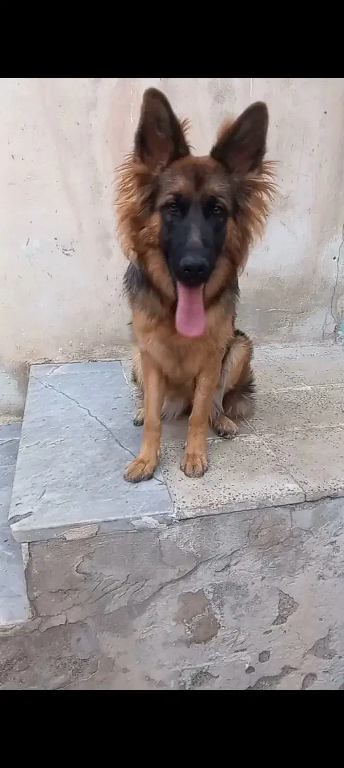 سگ ژرمن|سگ|تاکستان, |دیوار