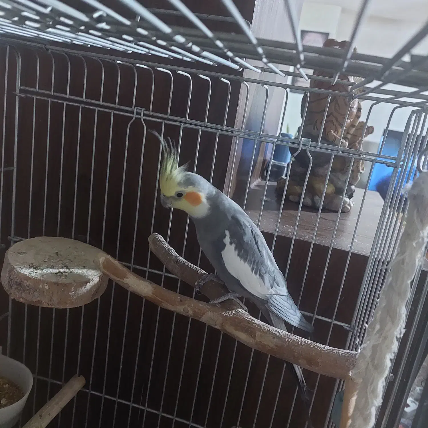 عروس هلندی|پرنده|کرج, باغستان|دیوار