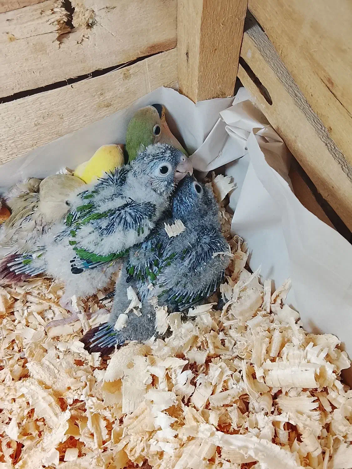 جوجه گرین چیک و برزیلی|پرنده|اهواز, کوی سعدی|دیوار