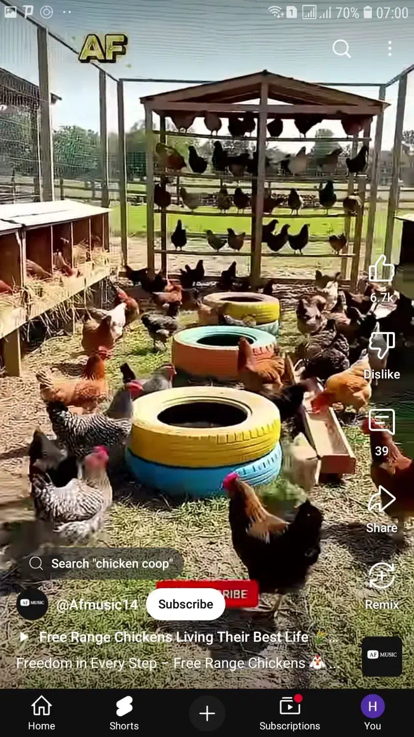 خروس محلی و مرغ تخم گذار|حیوانات مزرعه|خنج, |دیوار