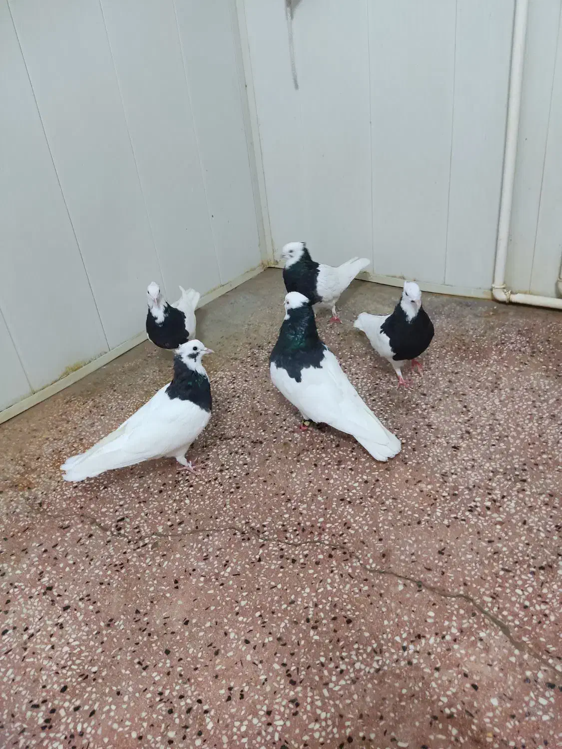 طوق سیاه قیمت توافقی|پرنده|کازرون, |دیوار