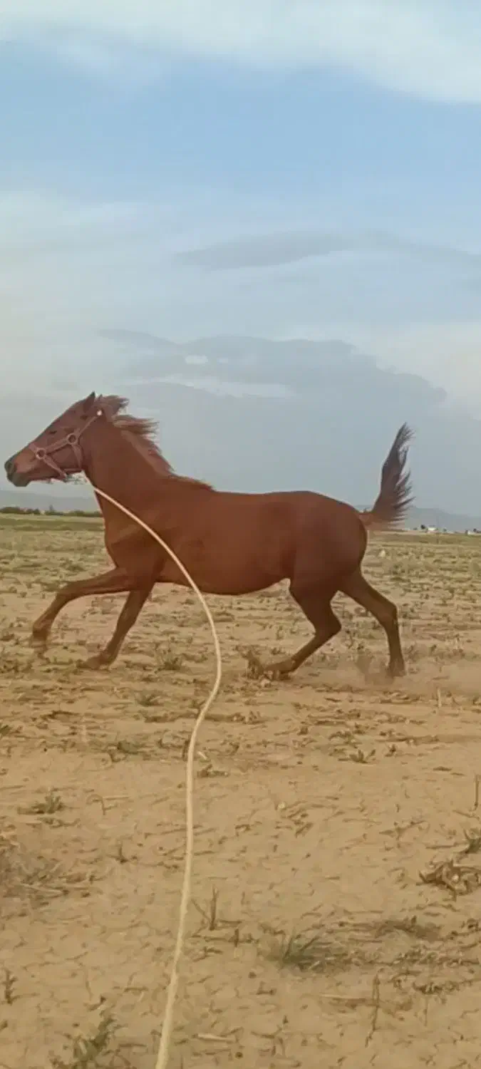 مادیان|اسب و تجهیزات اسب‌سواری|خمین, |دیوار